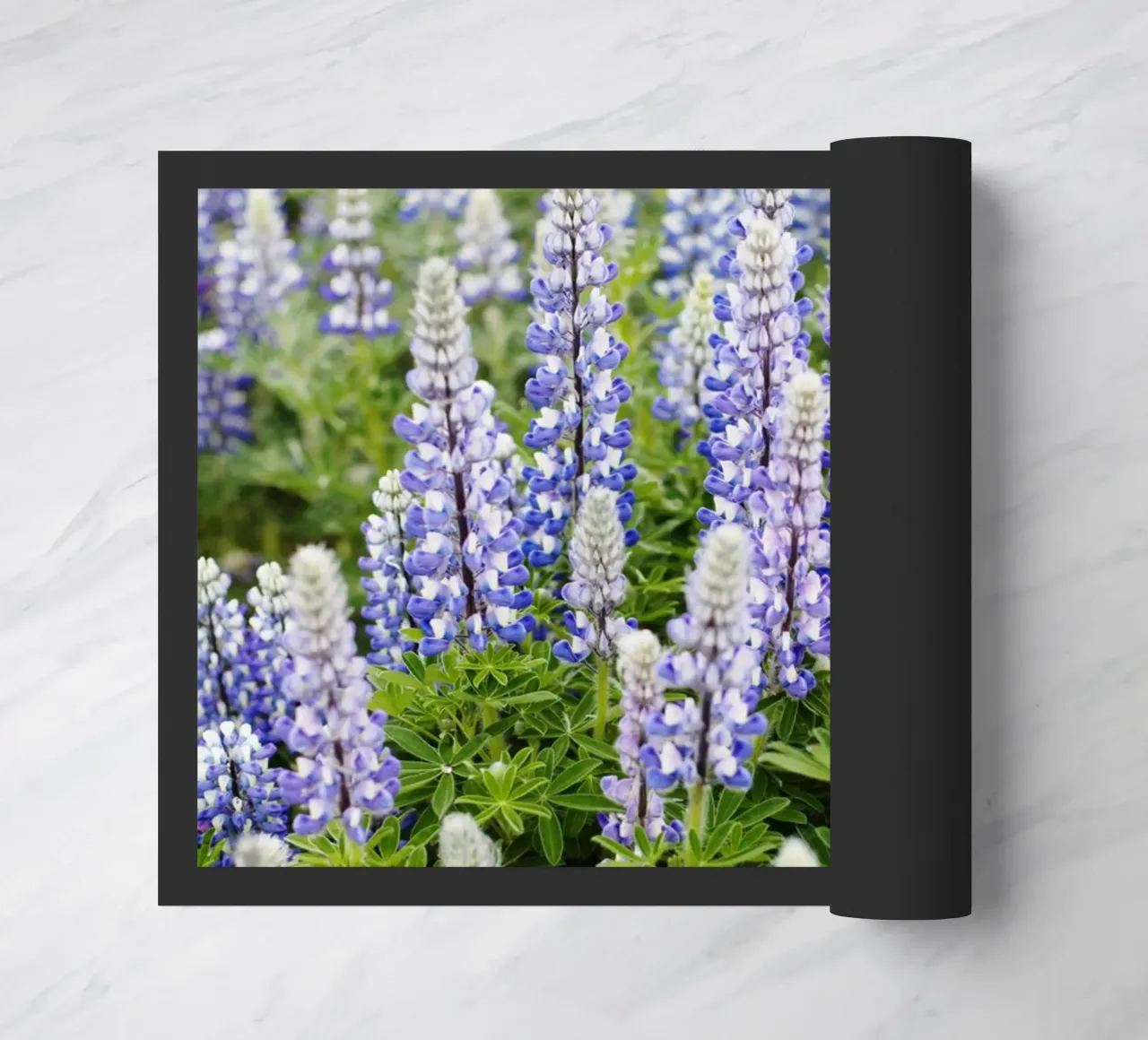 Piante in Islanda zerbino da fotokunst