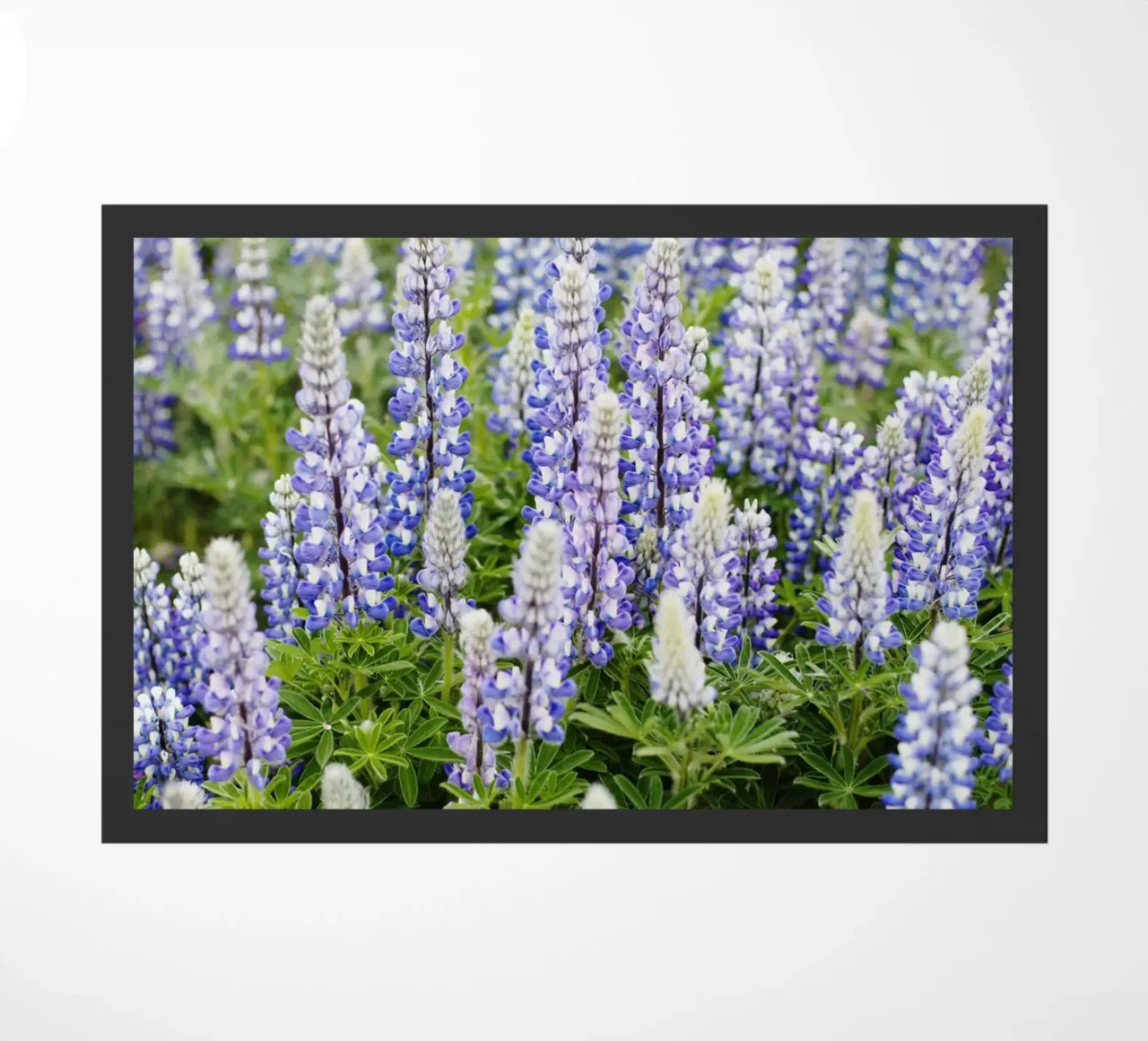 Piante in Islanda zerbino da fotokunst