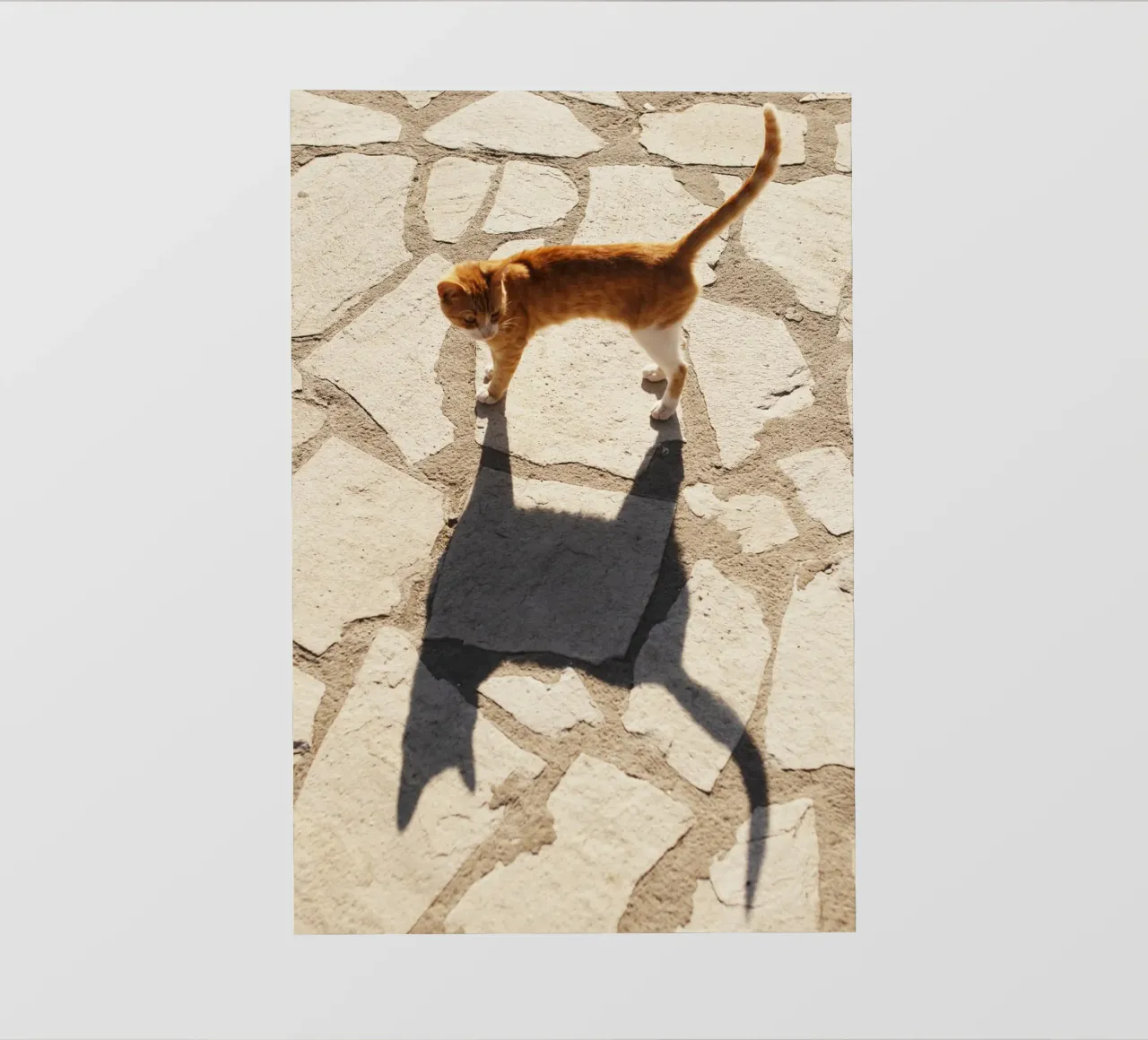 Gatto in Grecia telo in pvc da Simon Koy