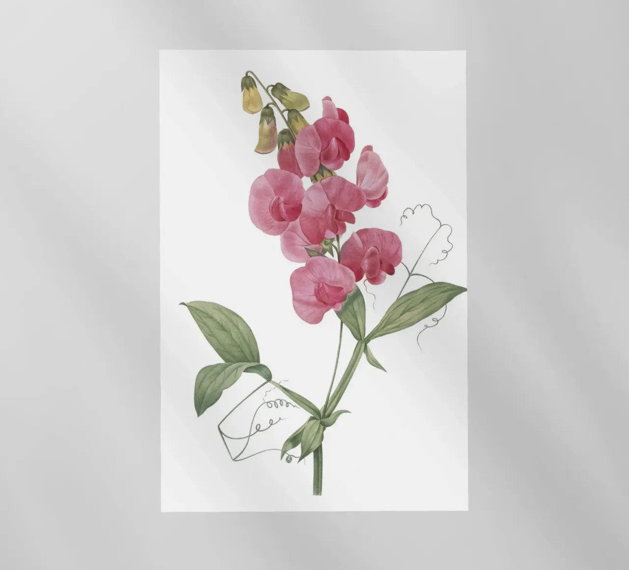 Lathyrus latifolius pellicola backlit da Jennifer