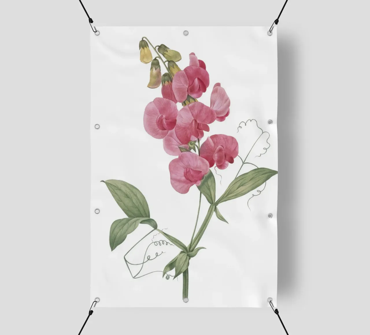 Lathyrus latifolius telo in pvc da Jennifer