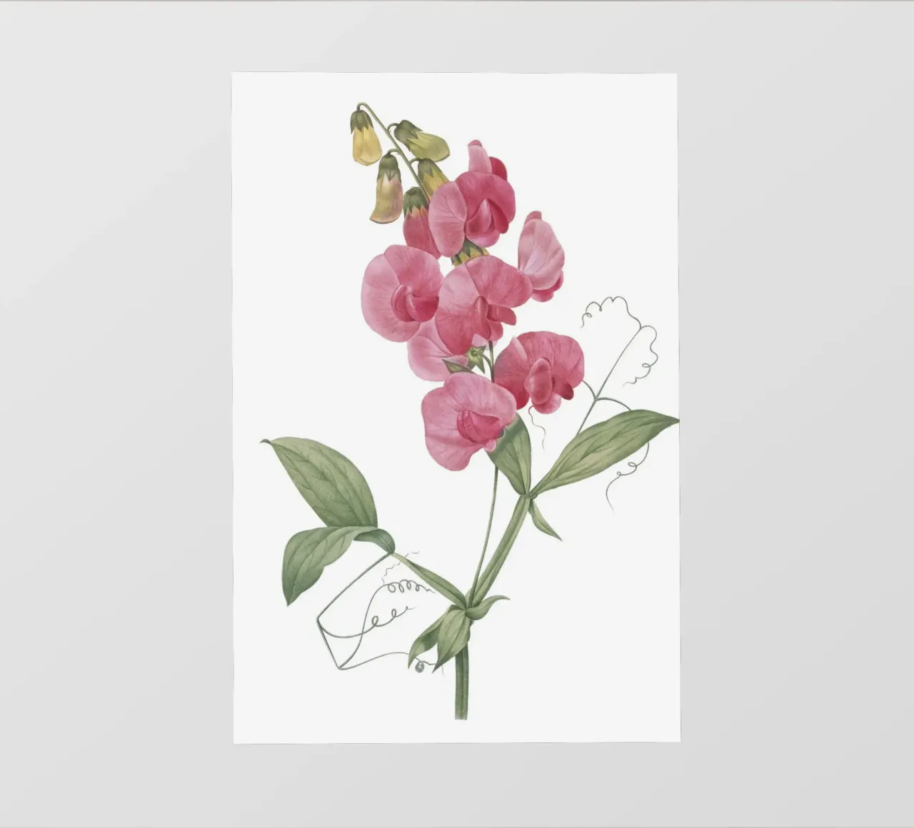 Lathyrus latifolius telo in pvc da Jennifer