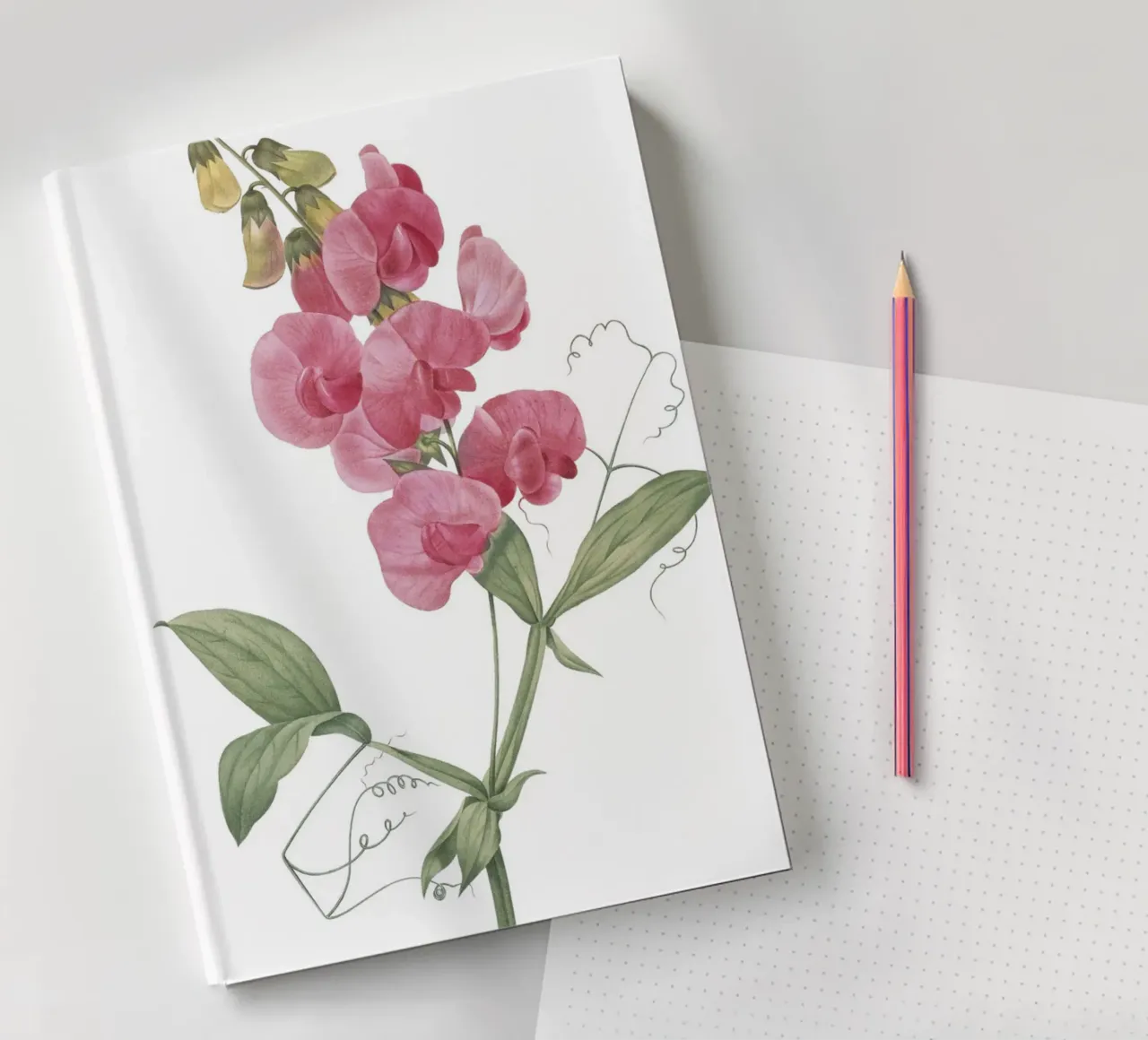 Lathyrus latifolius diario da Jennifer