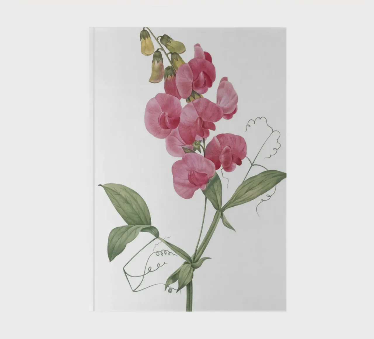 Lathyrus latifolius diario da Jennifer