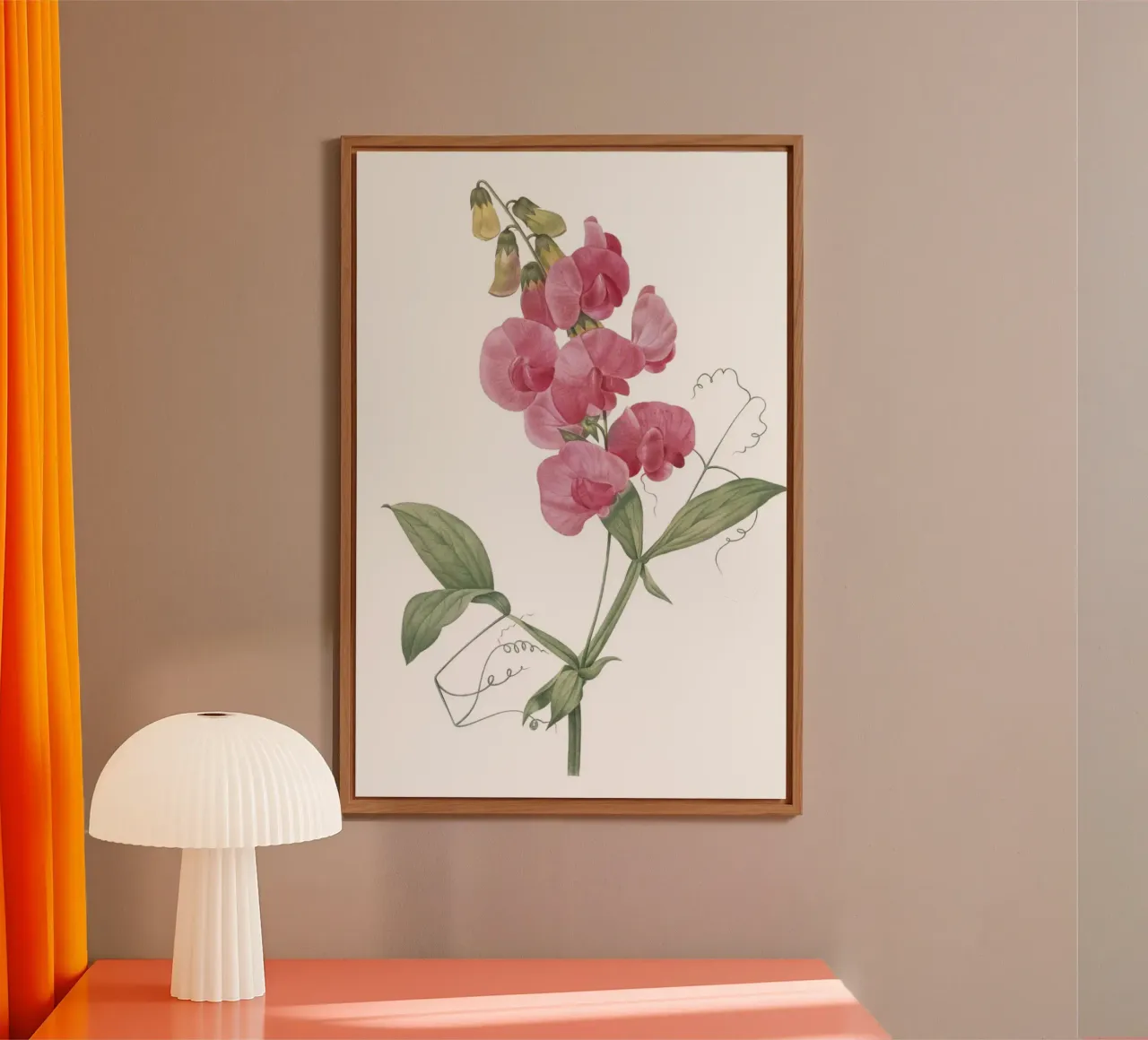 Lathyrus latifolius pannello forex da Jennifer