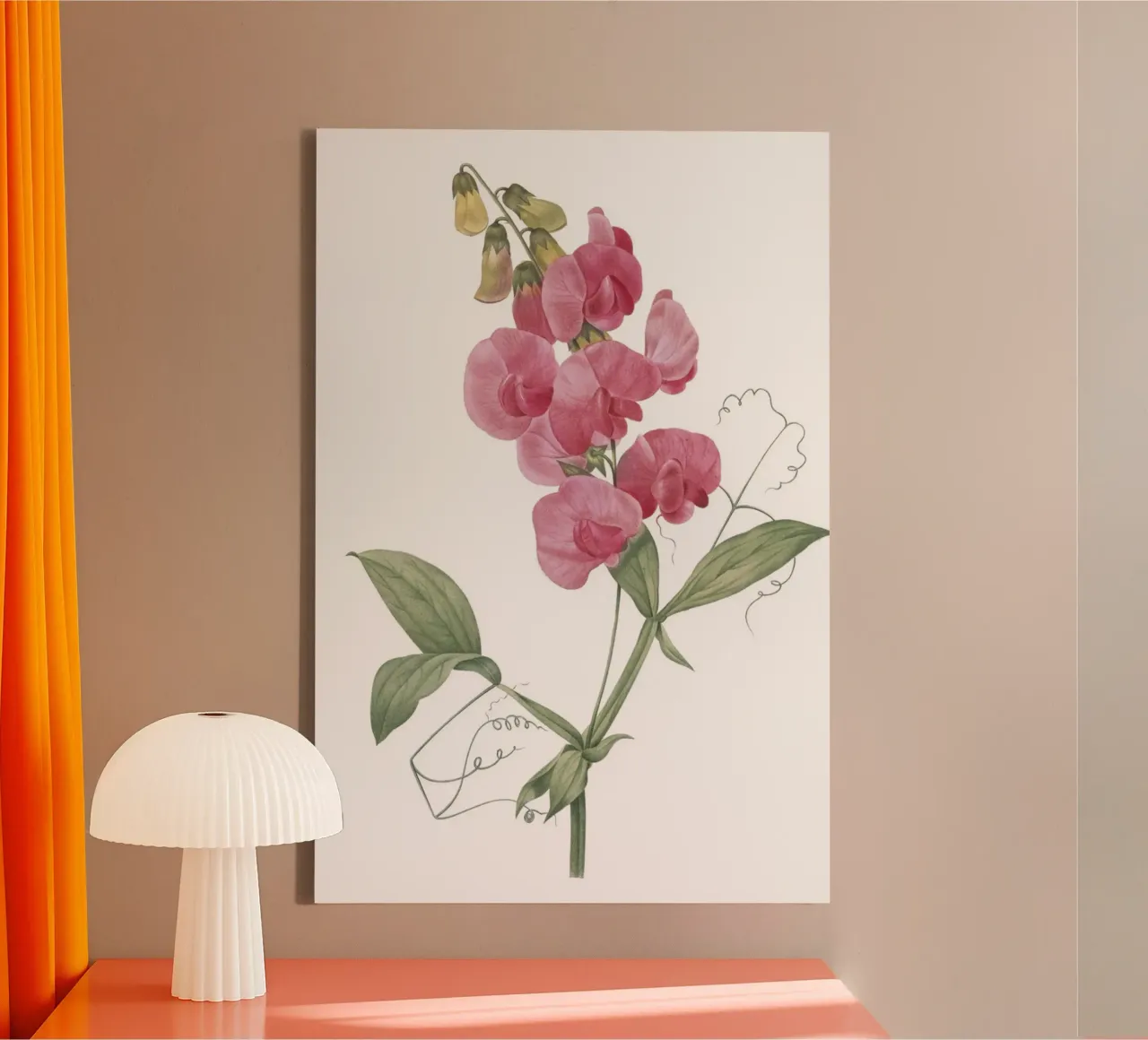 Lathyrus latifolius tela da Jennifer