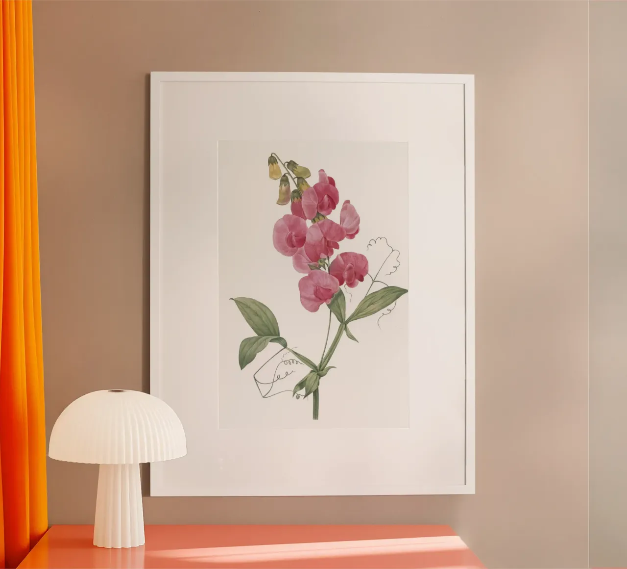 Lathyrus latifolius hahnemühle de Jennifer