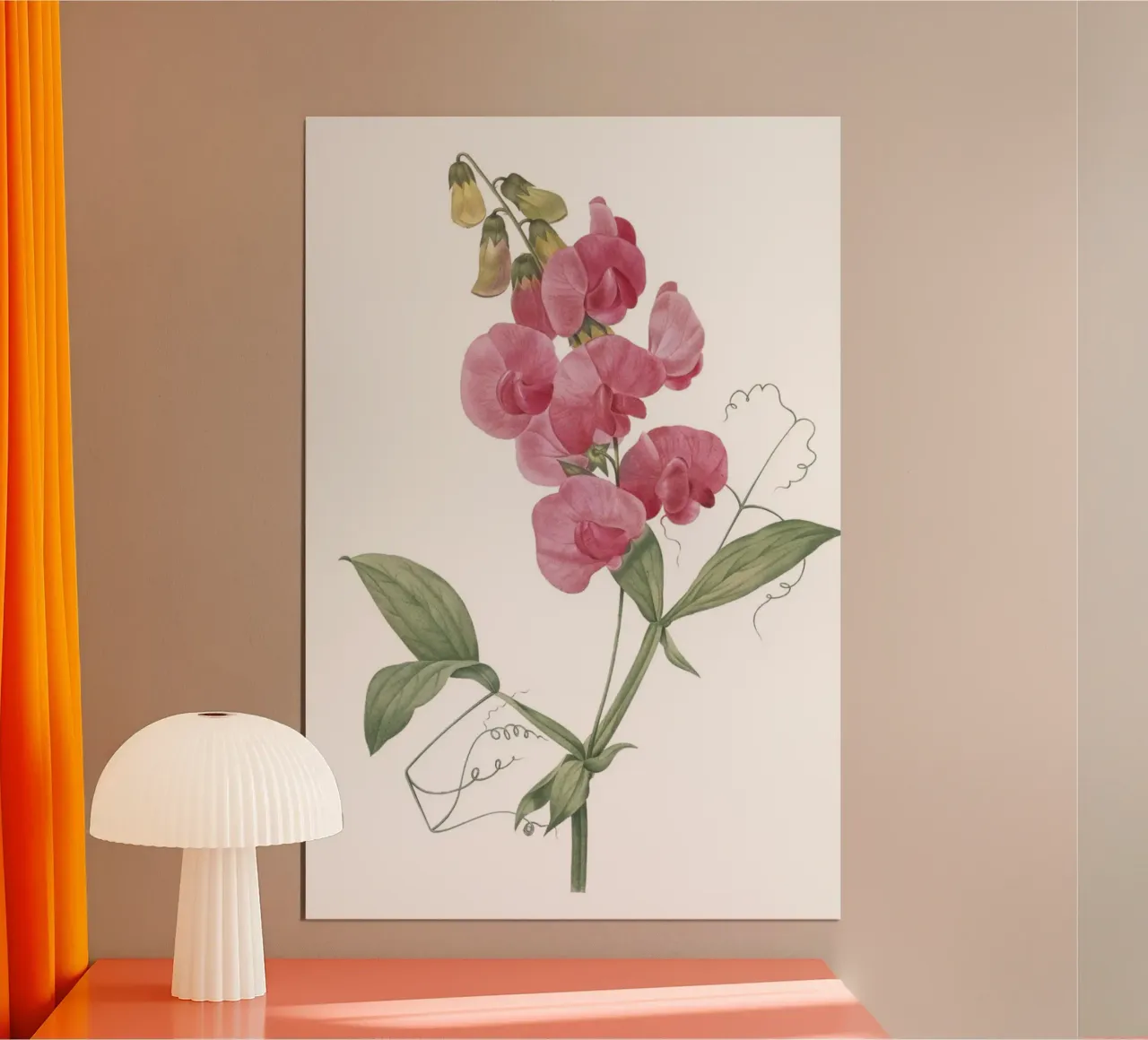 Lathyrus latifolius hahnemühle de Jennifer