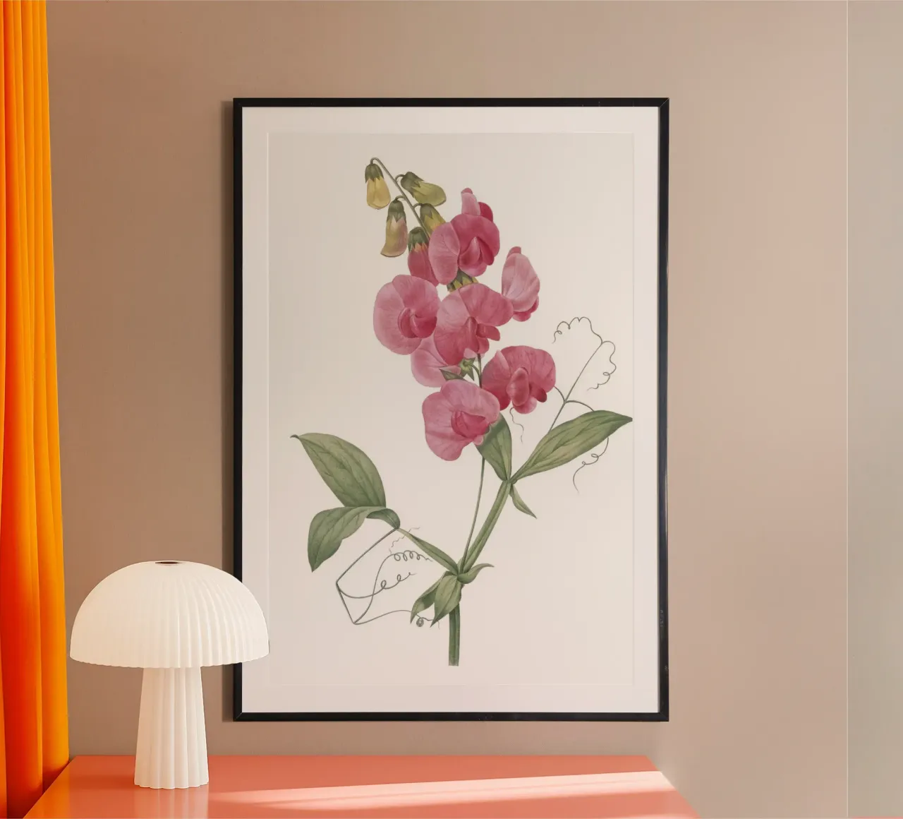 Lathyrus latifolius hahnemühle de Jennifer