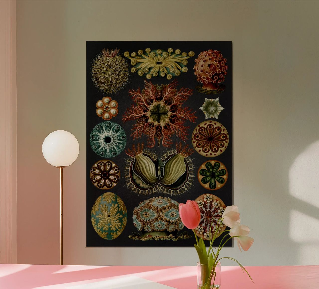 Vintage Haeckel 19 Tafel 85 Seescheiden poster de Vintage Print Collection