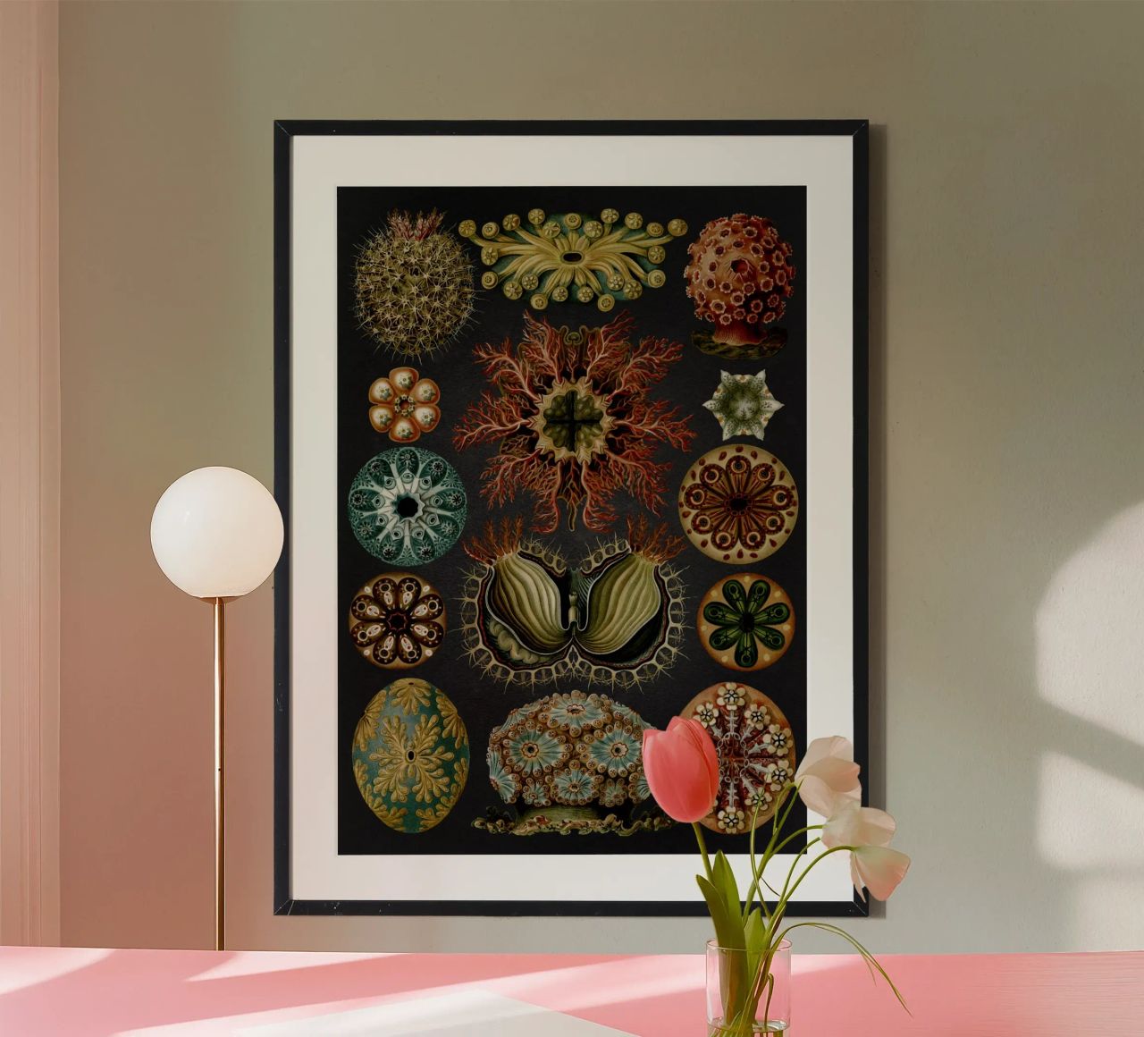 Vintage Haeckel 19 Tafel 85 Seescheiden poster de Vintage Print Collection