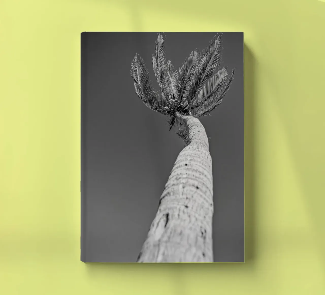 Palm tree in black and white notebook by anderm