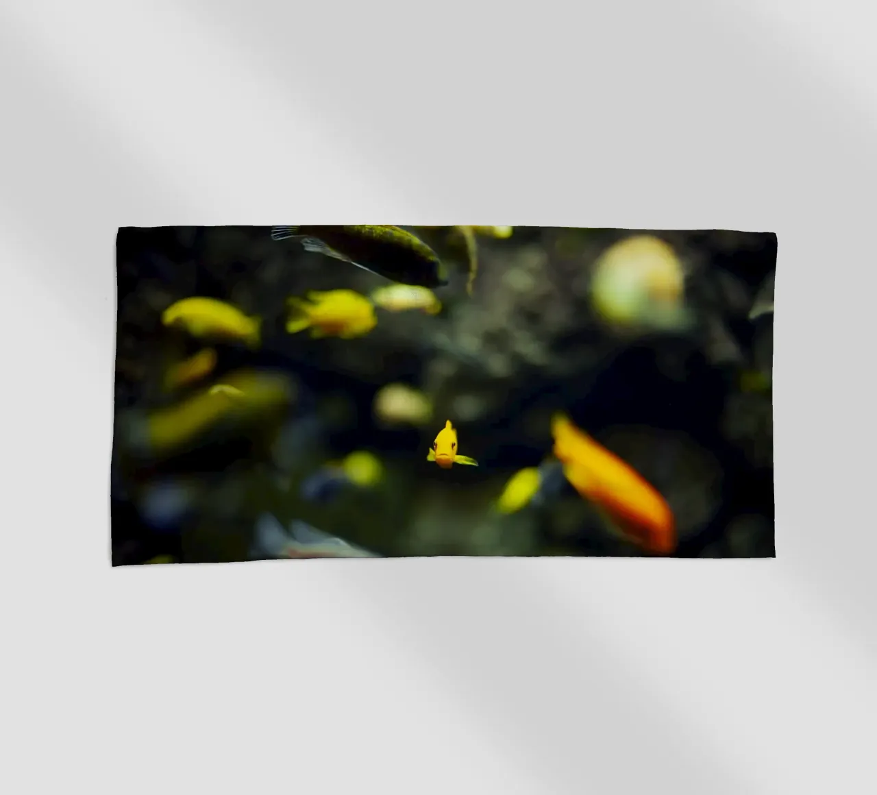 Pesci nell'acquario, Monaco, Baviera, Germania telo mare da fotokunst