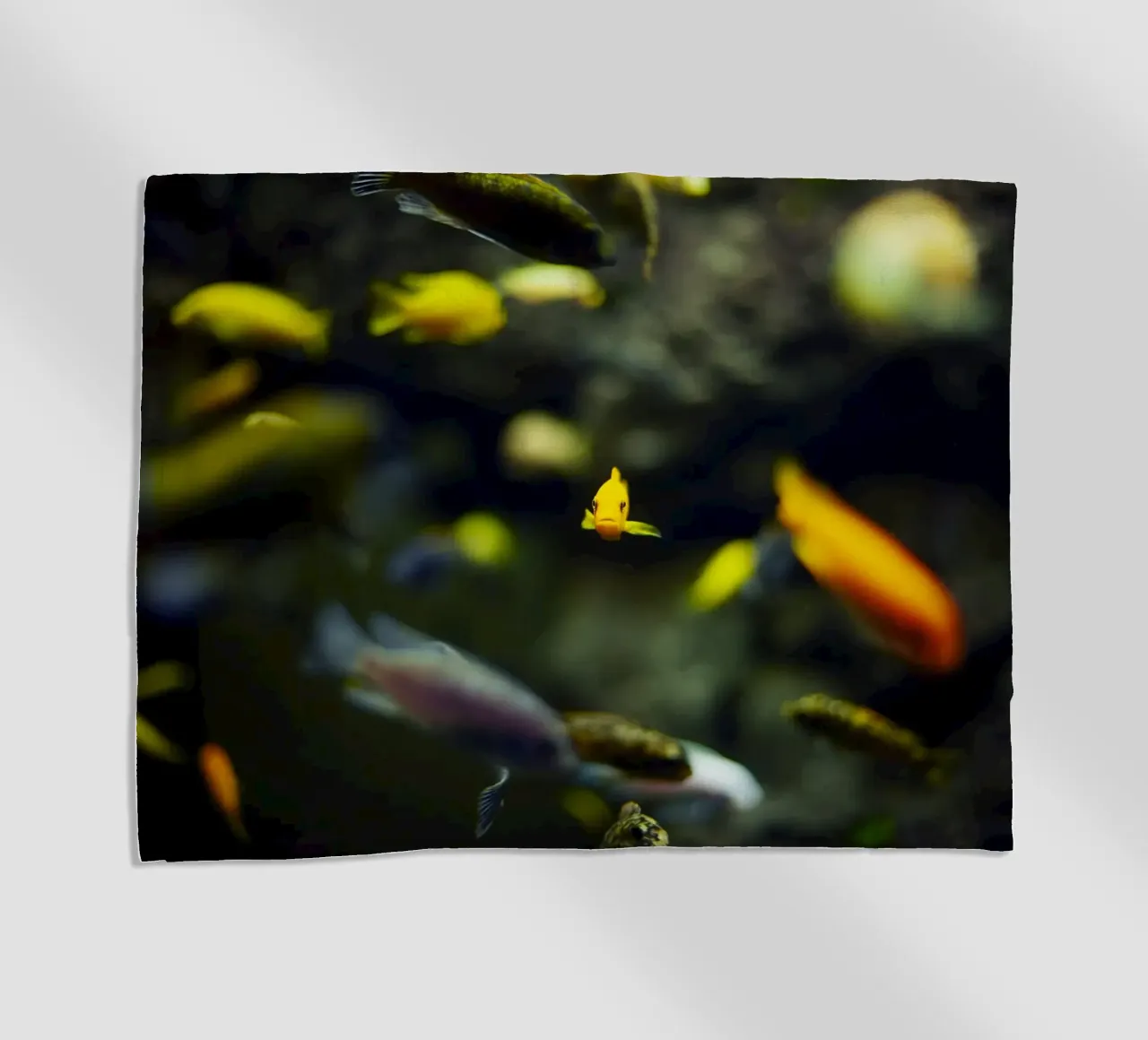 Pesci nell'acquario, Monaco, Baviera, Germania telo mare da fotokunst