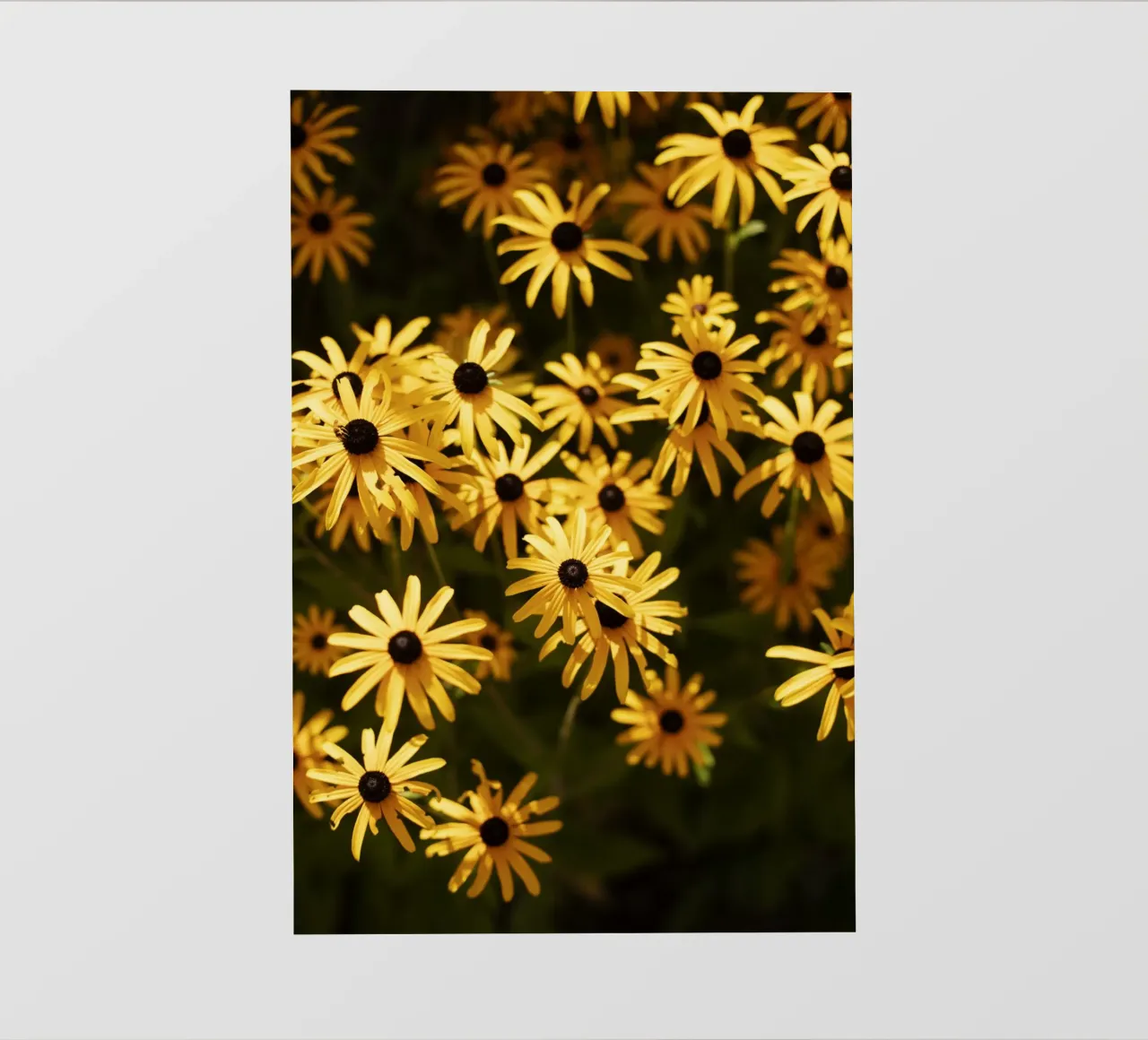 Blumen in Bourgogne - Franche Comté pellicola backlit da Simon Koy