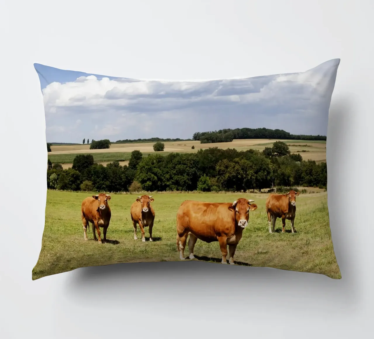 kühe in Bourgogne - Franche Comté cuscino da Simon Koy