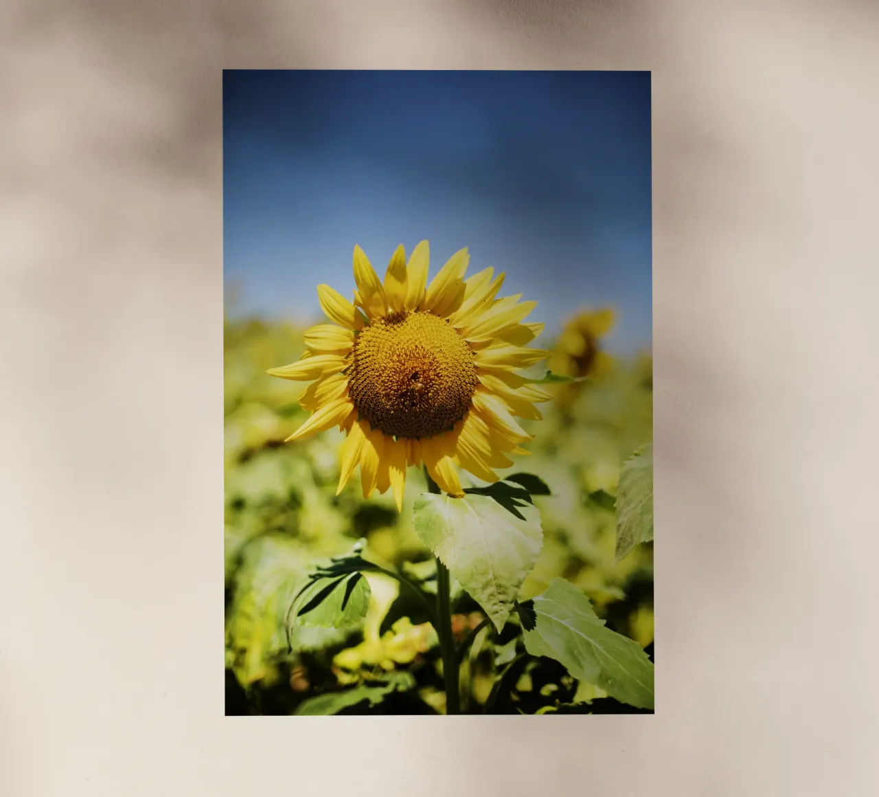 Sonnenblume in Bourgogne - Franche Comté, Frankreich pellicola backlit da Simon Koy