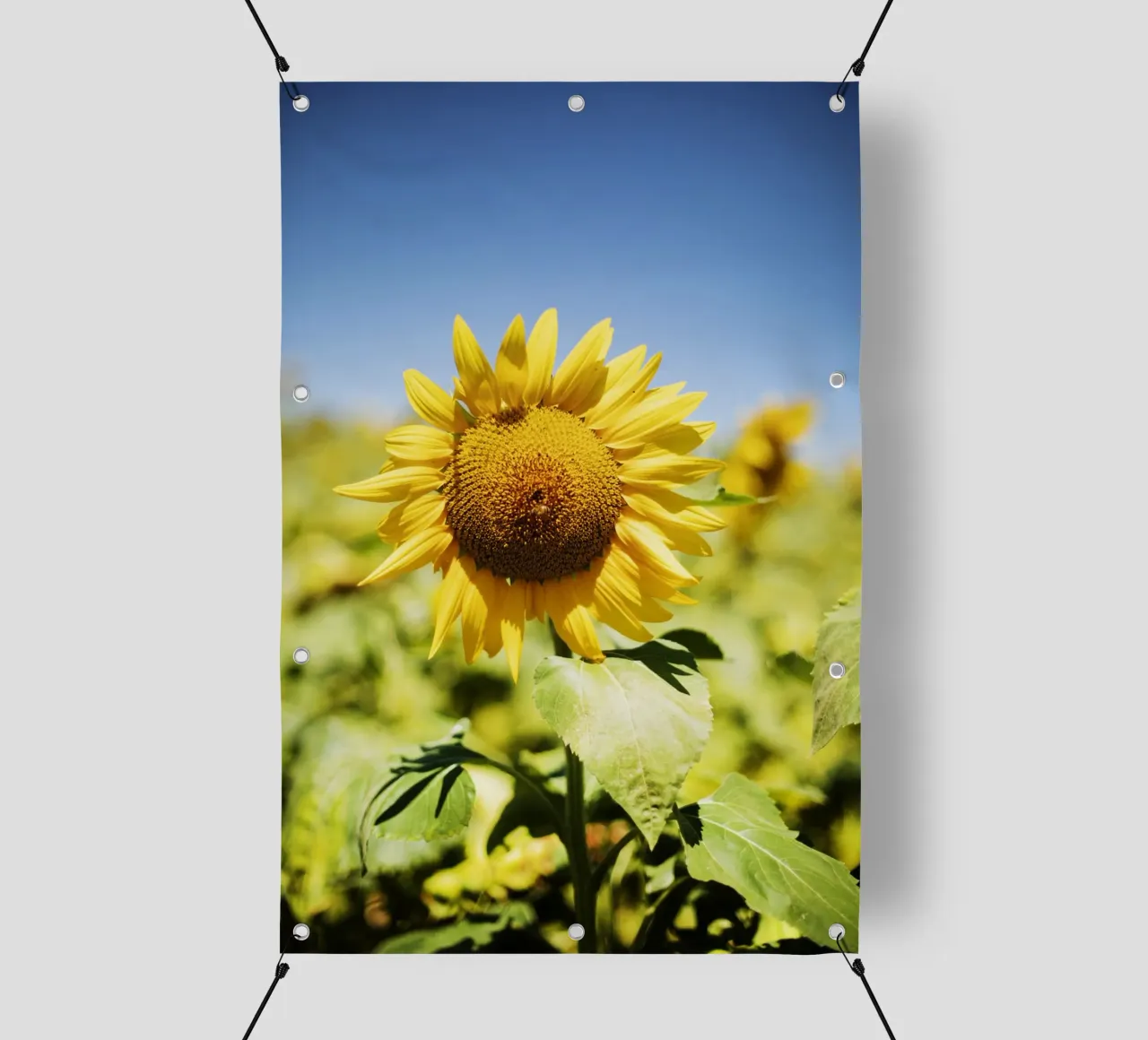 Sonnenblume in Bourgogne - Franche Comté, Frankreich telo in pvc da Simon Koy