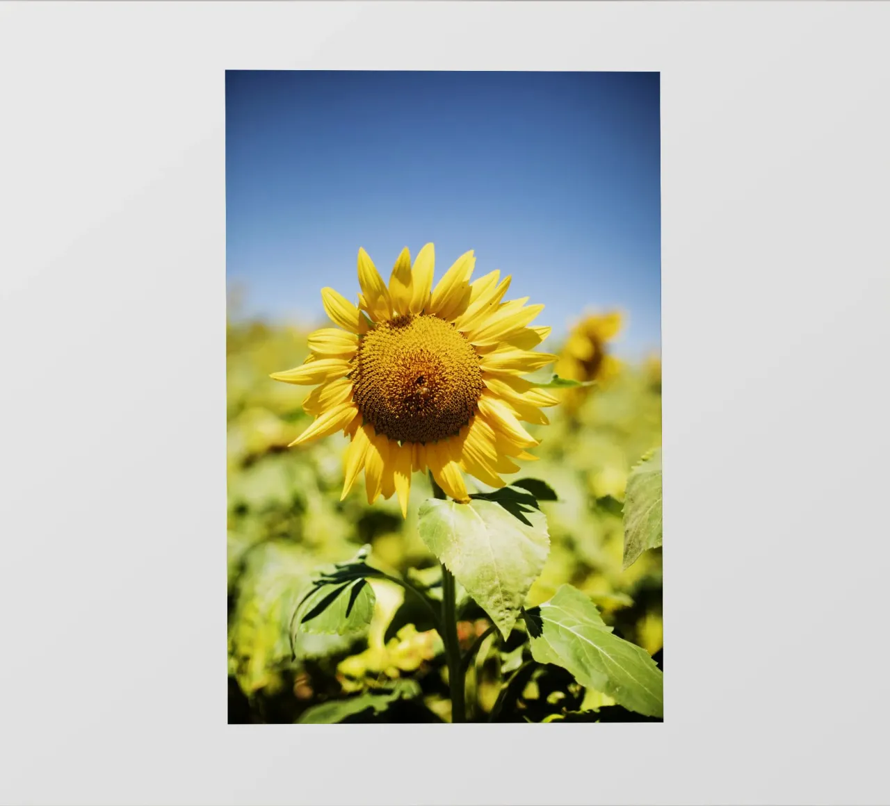 Sonnenblume in Bourgogne - Franche Comté, Frankreich telo in pvc da Simon Koy