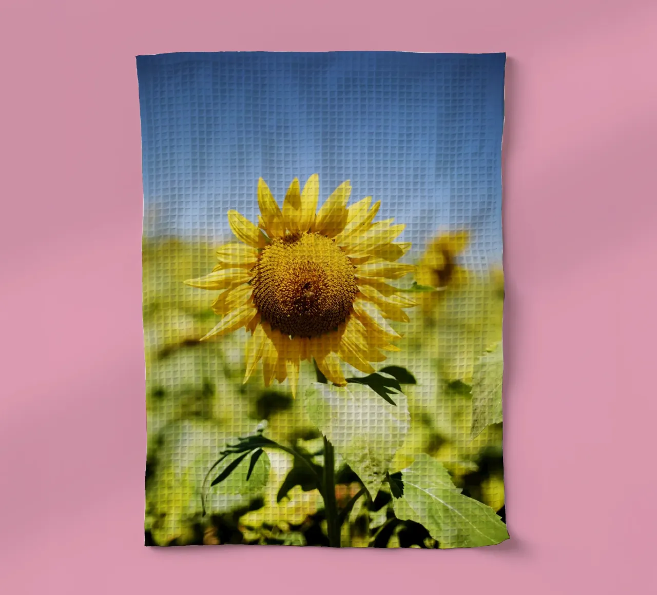 Sonnenblume in Bourgogne - Franche Comté, Frankreich canovaccio da cucina da Simon Koy