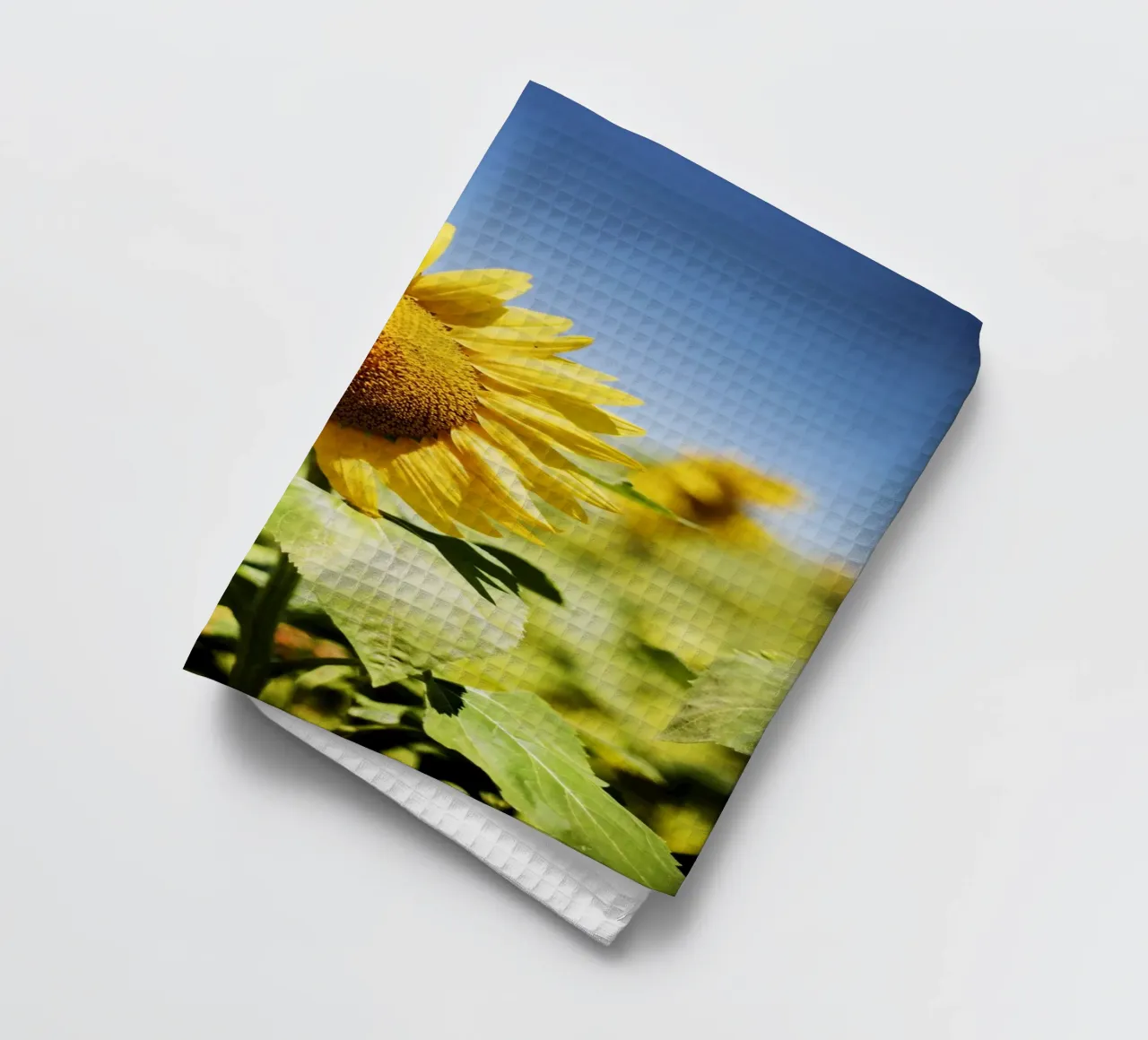 Sonnenblume in Bourgogne - Franche Comté, Frankreich canovaccio da cucina da Simon Koy