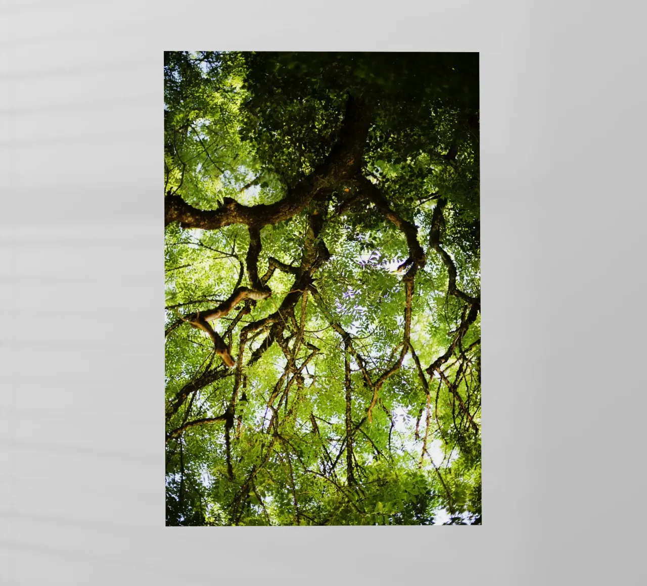 Baum in Bourgogne - Franche Comté, Frankreich pellicola backlit da Simon Koy