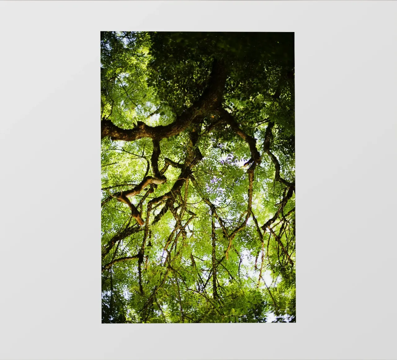 Baum in Bourgogne - Franche Comté, Frankreich pellicola backlit da Simon Koy