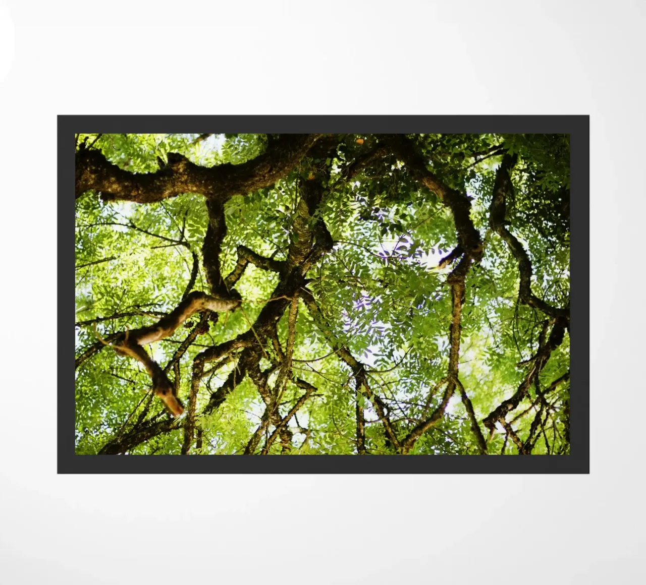 Baum in Bourgogne - Franche Comté, Frankreich zerbino da Simon Koy
