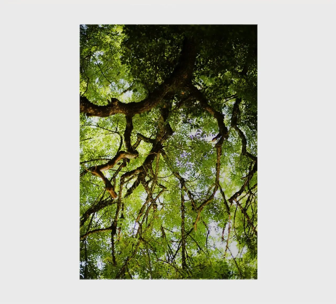 Baum in Bourgogne - Franche Comté, Frankreich notebook by Simon Koy
