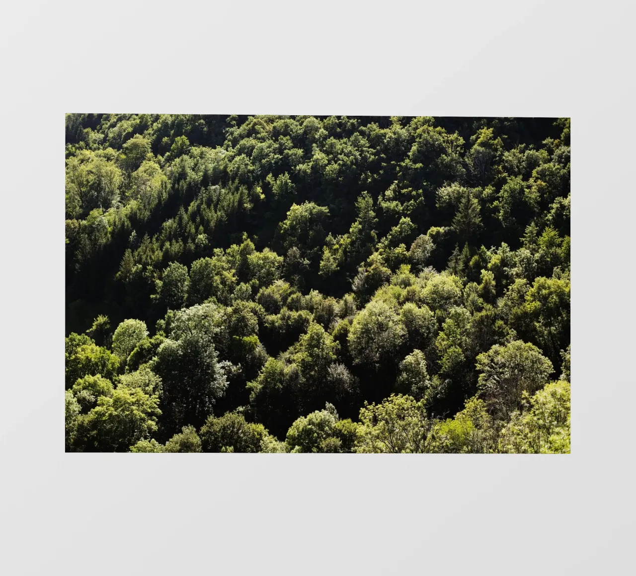 Wald in Bourgogne - Franche Comté, Frankreich pellicola backlit da Simon Koy