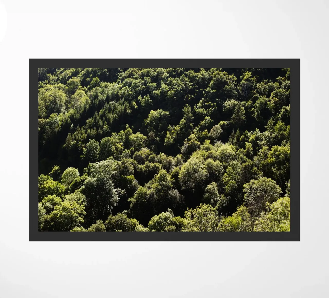 Wald in Bourgogne - Franche Comté, Frankreich zerbino da Simon Koy