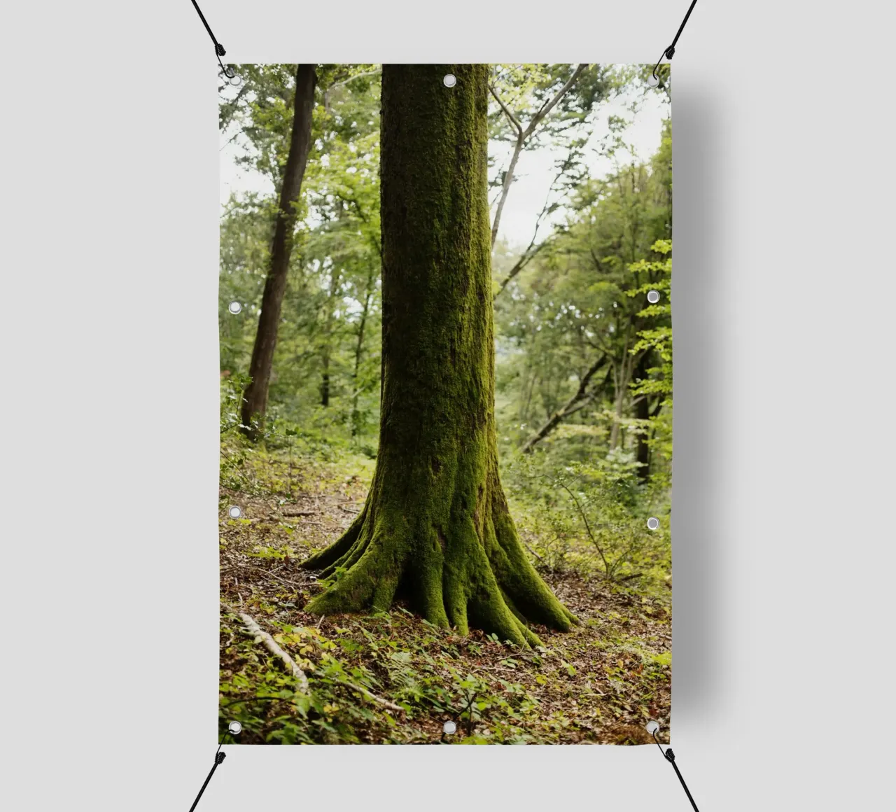 Baum in Bourgogne - Franche Comté, Frankreich telo in pvc da Simon Koy