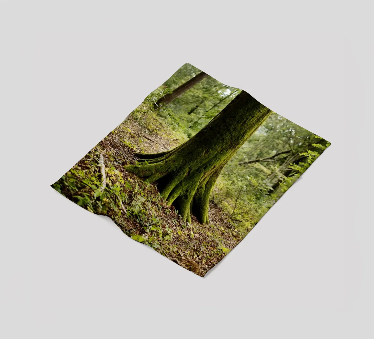 Baum in Bourgogne - Franche Comté, Frankreich coperta in pile da Simon Koy