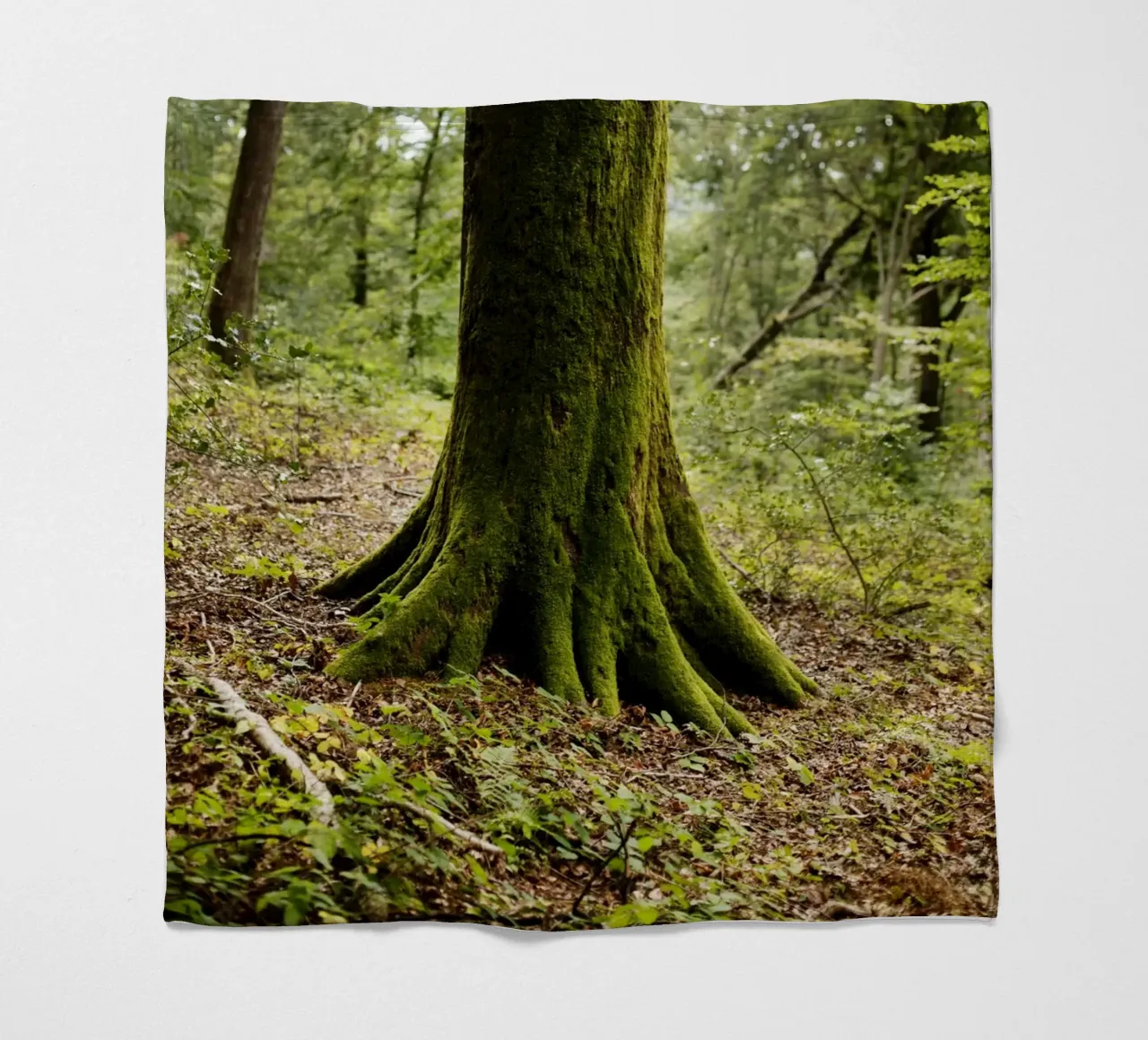 Baum in Bourgogne - Franche Comté, Frankreich coperta in pile da Simon Koy