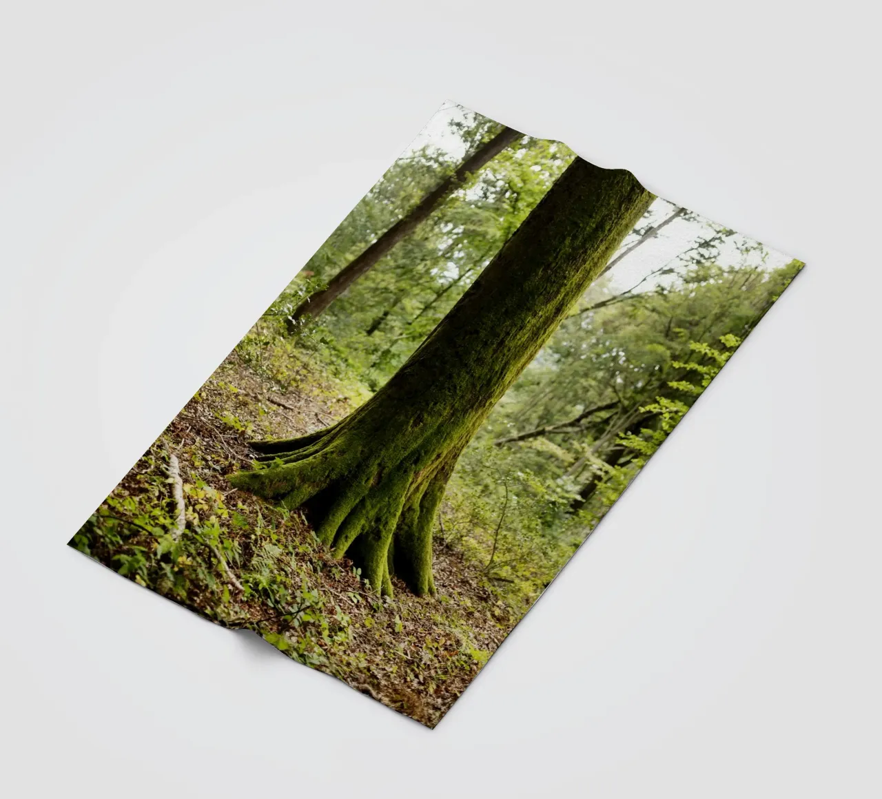 Baum in Bourgogne - Franche Comté, Frankreich coperta in pile da Simon Koy