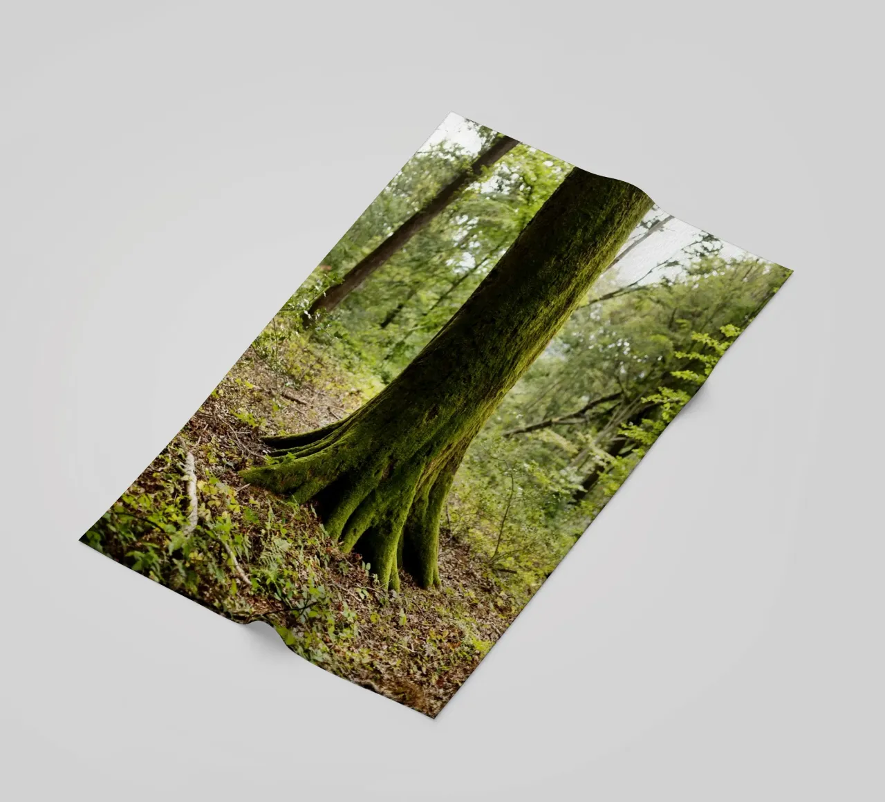 Baum in Bourgogne - Franche Comté, Frankreich telo mare da Simon Koy