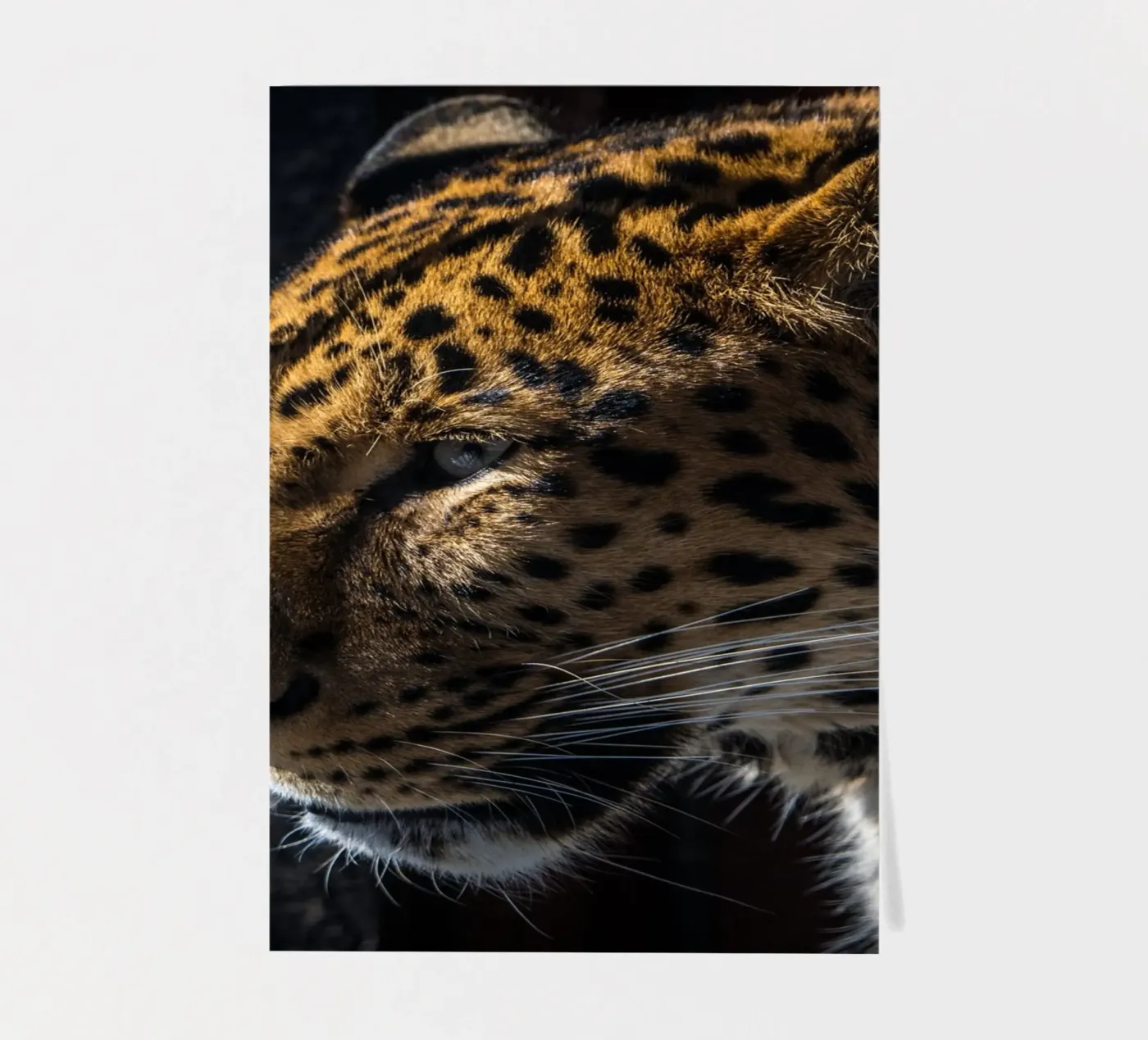 Leopard sticker sheet by nabakumov