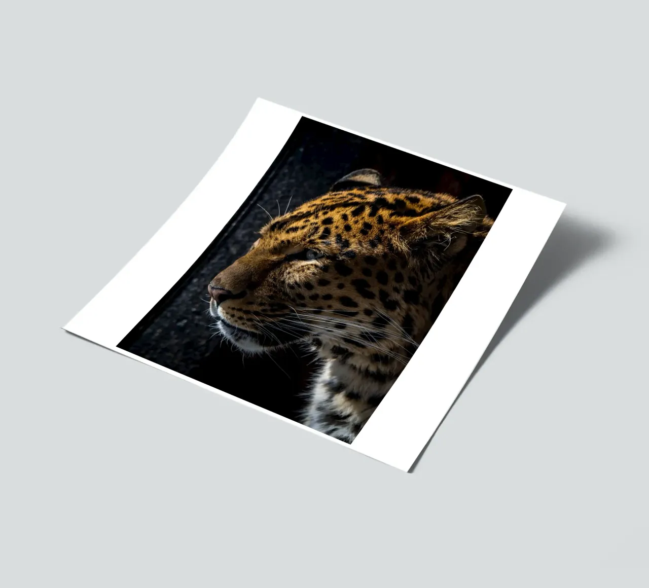 Leopard sticker sheet by nabakumov