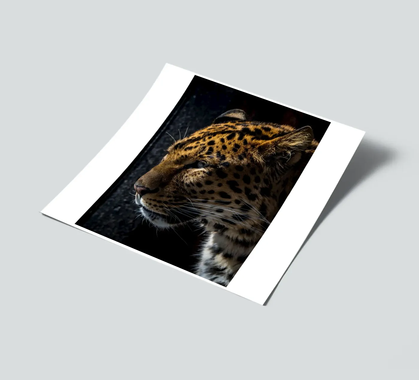 Leopard sticker sheet by nabakumov