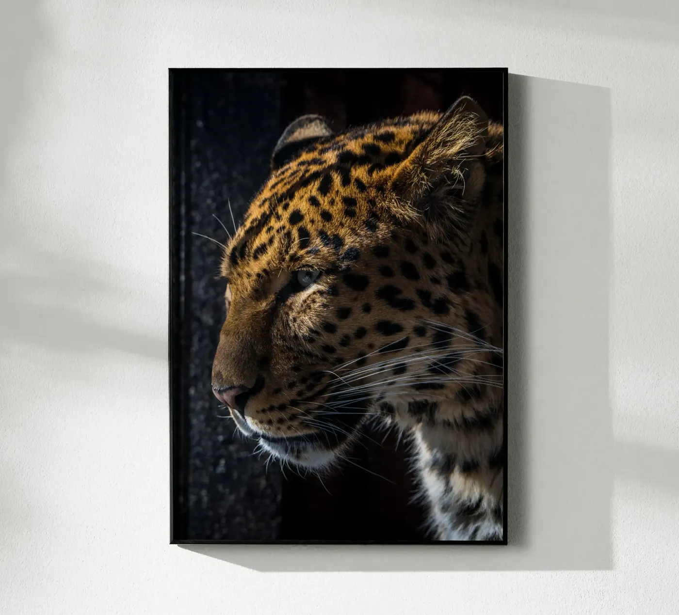 Leopard plexiglas de nabakumov
