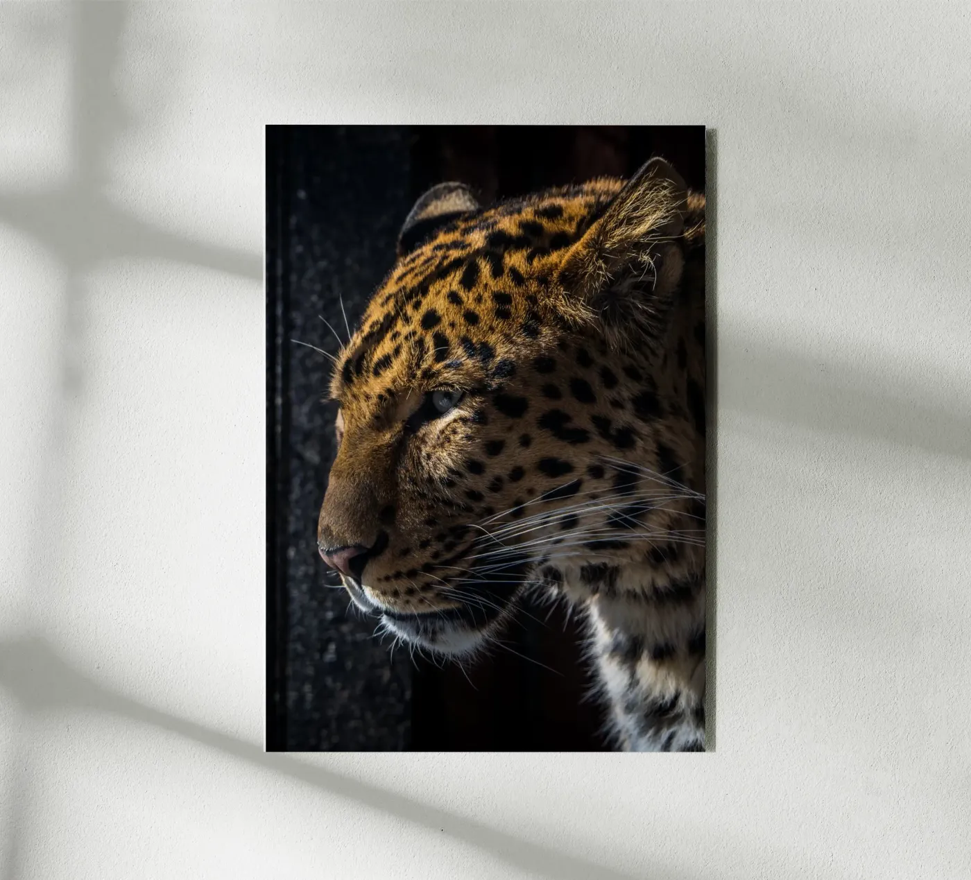 Leopard forex plate by nabakumov