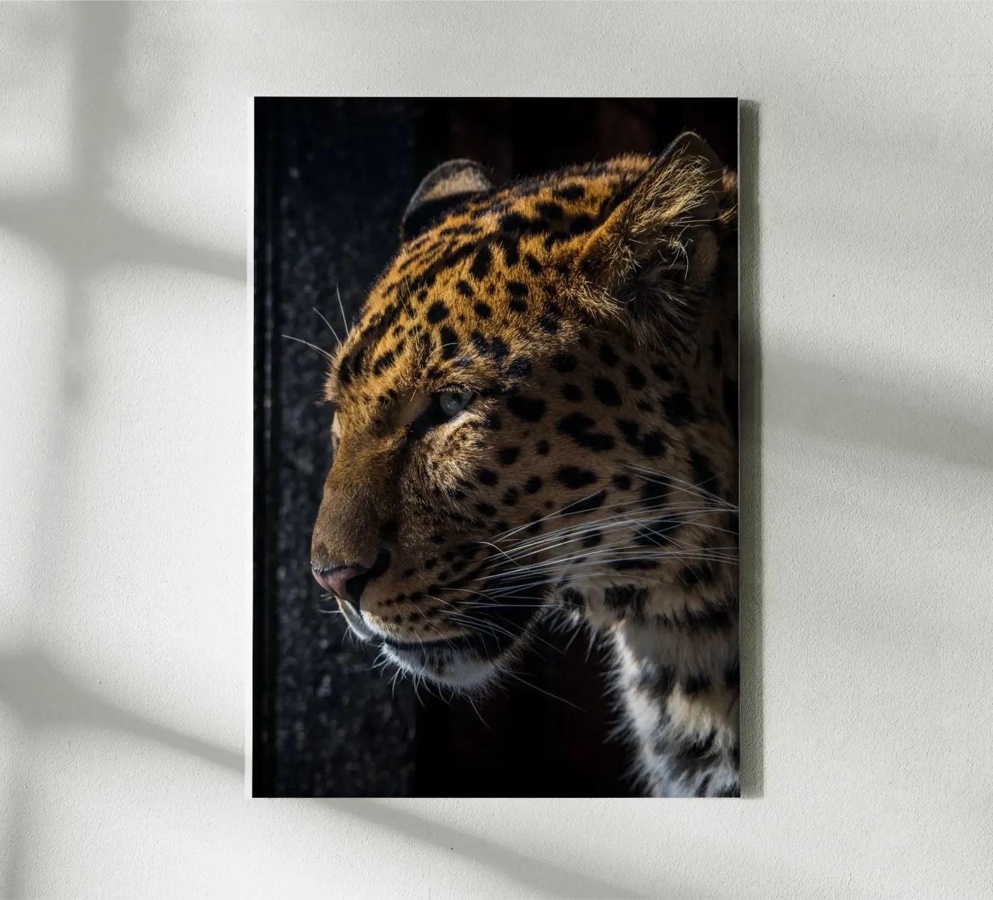 Leopard tela da nabakumov