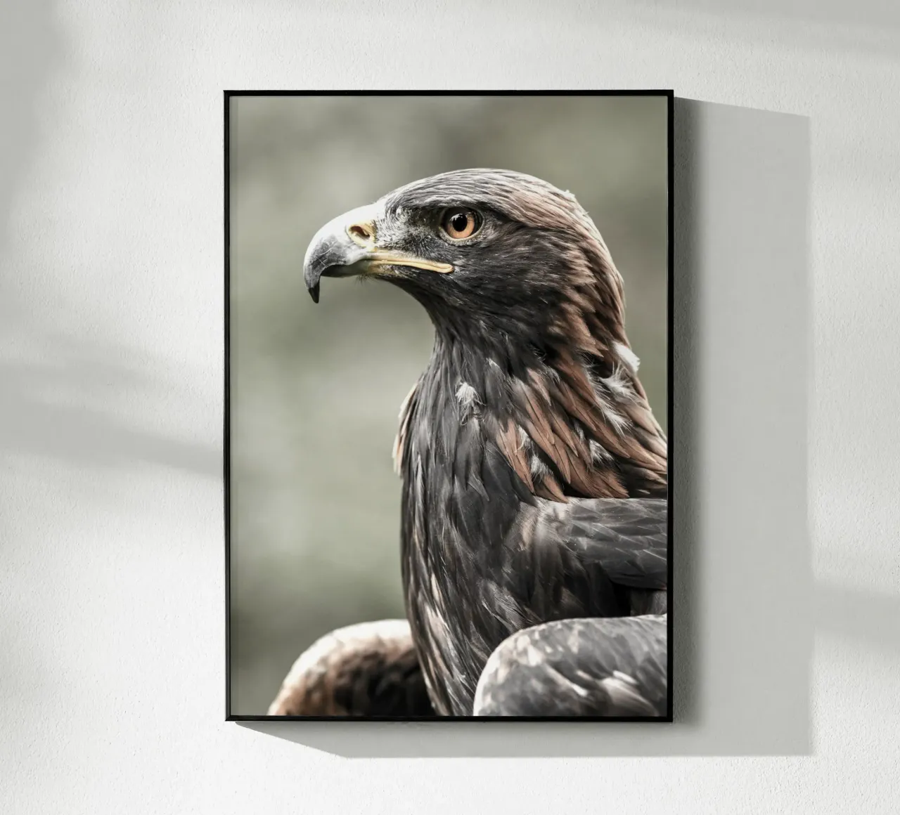 Bald Eagle plexiglass da nabakumov
