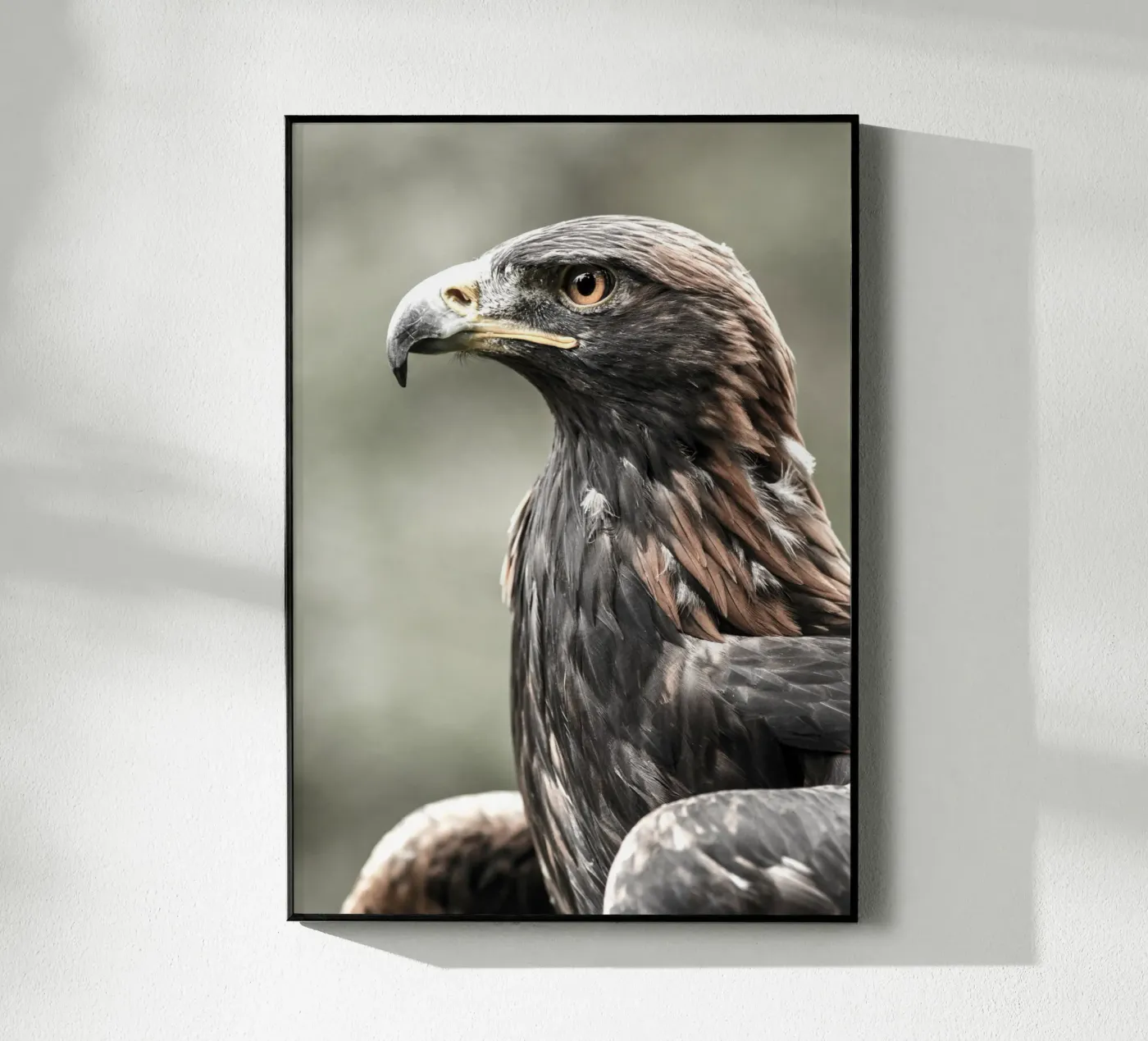 Bald Eagle plexiglas de nabakumov