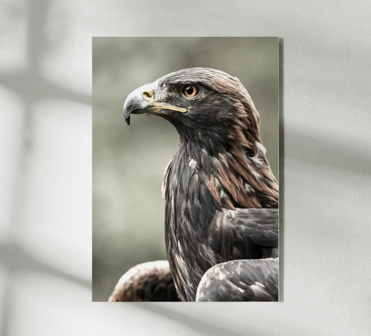 Bald Eagle plexiglass da nabakumov