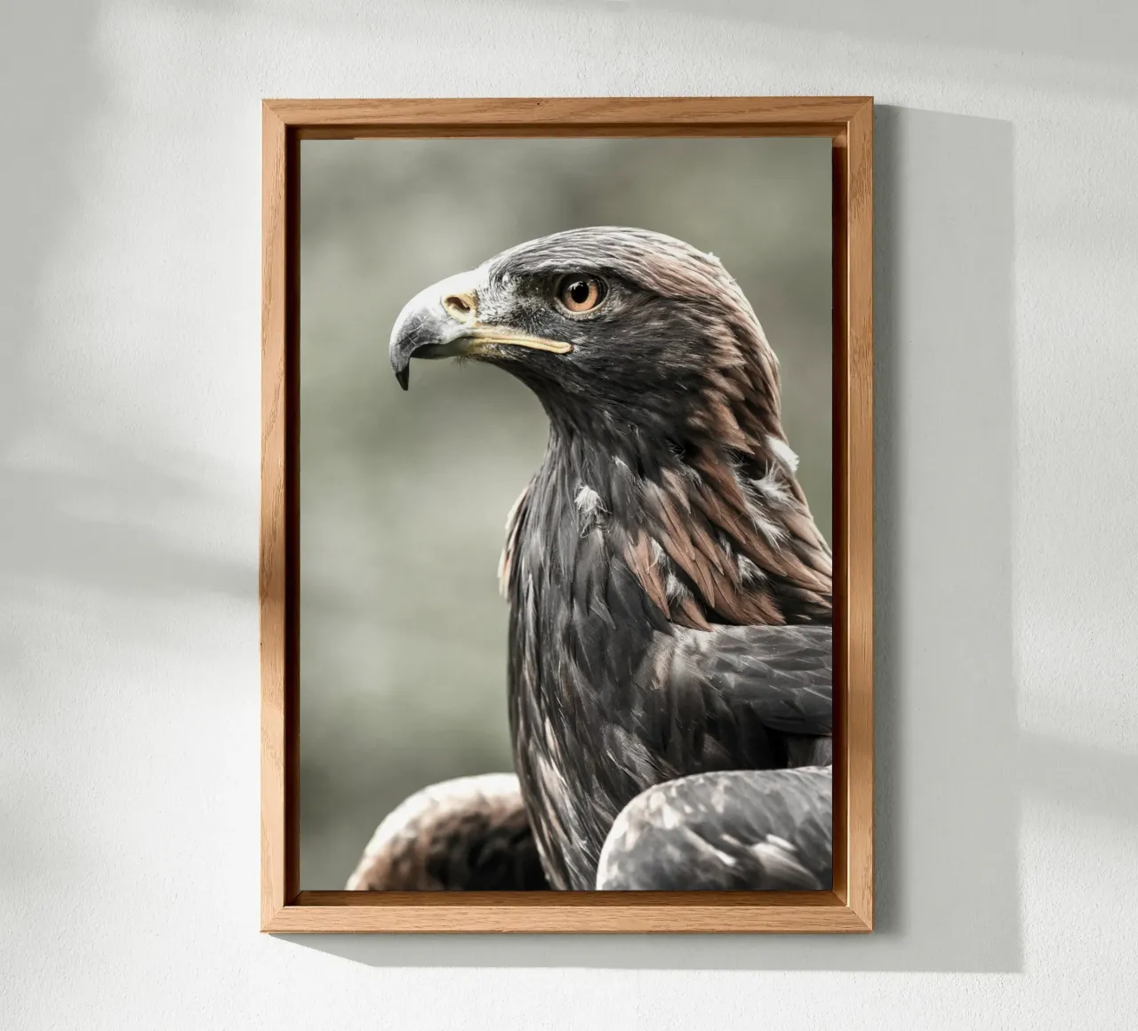 Bald Eagle alluminio dibond da nabakumov