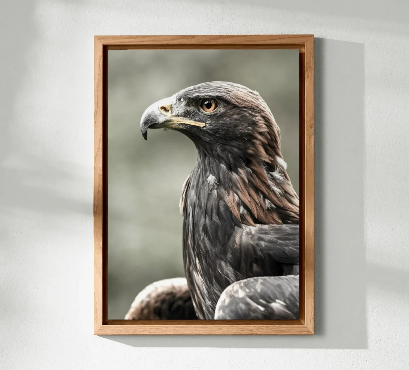 Bald Eagle forex plate by nabakumov