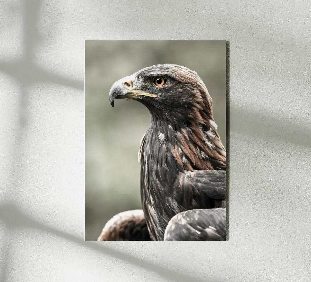 Bald Eagle alluminio dibond da nabakumov