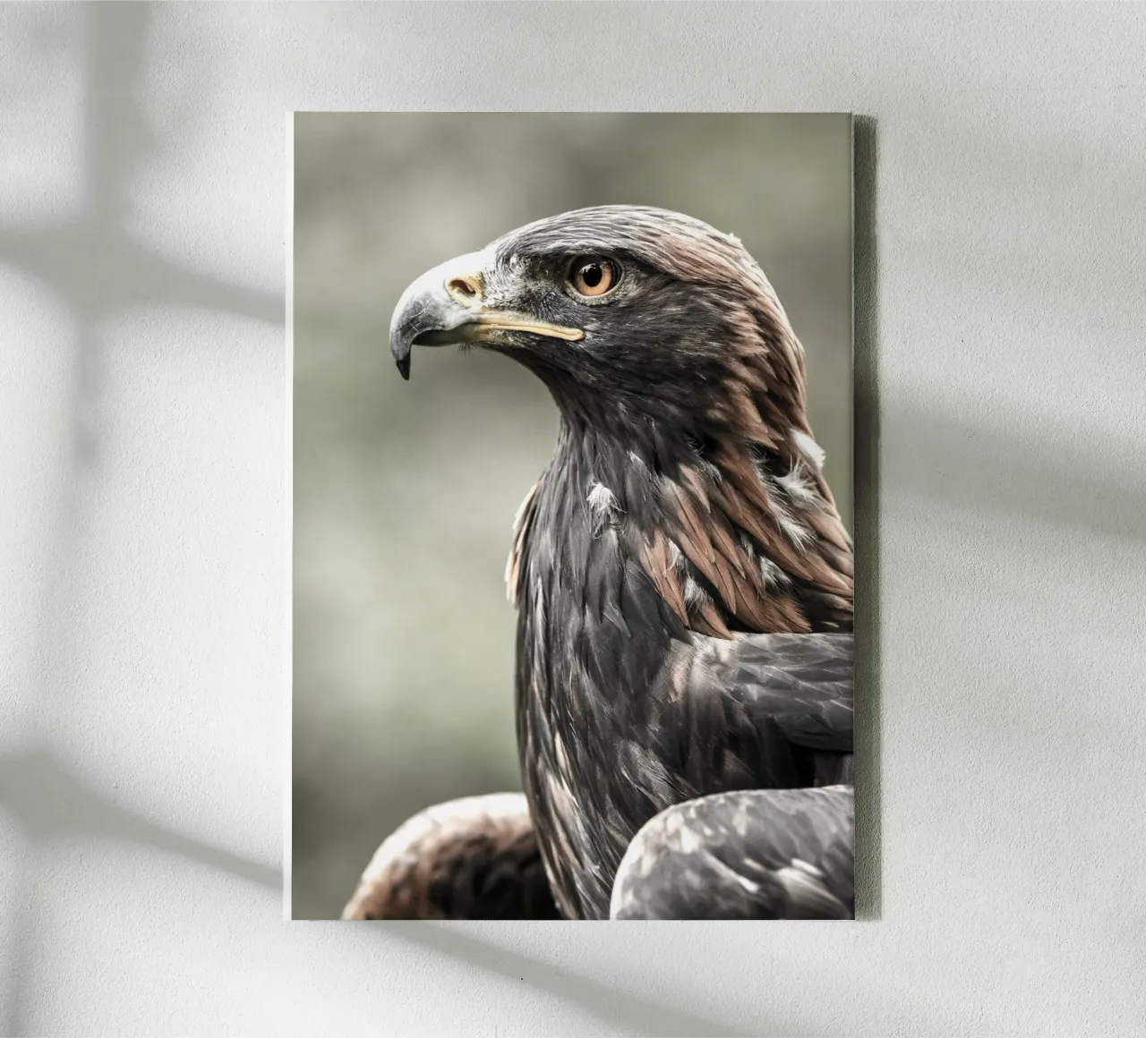 Bald Eagle canvas van nabakumov