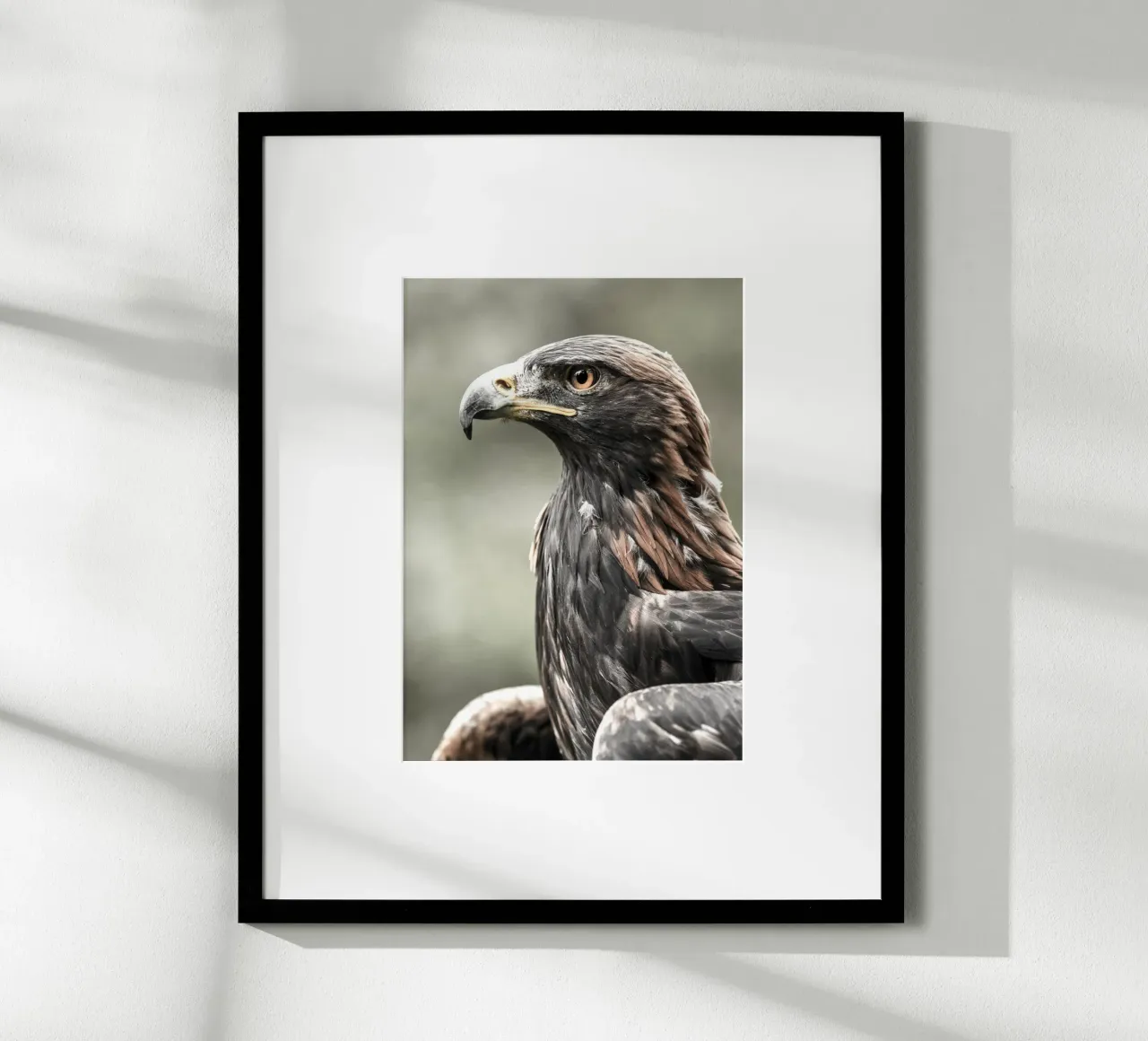 Bald Eagle carta hahnemühle da nabakumov